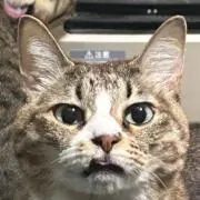ここちの画像