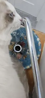 よもぎ餅