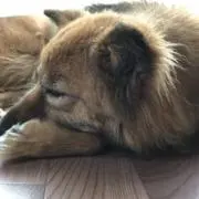 ふわふわわんこの画像