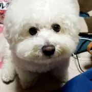 まろの画像