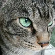 Image of くろねこ