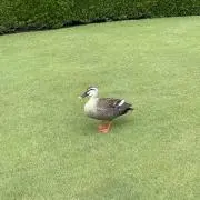 よしこ
