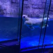 shiroの画像