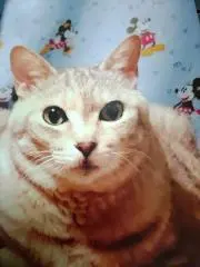 ニャン太の画像