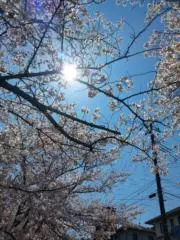 sakuraの画像