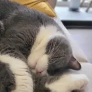 Zaneの画像