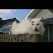 チャチャ