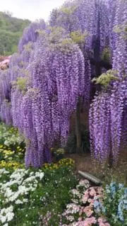 bluebell88の画像