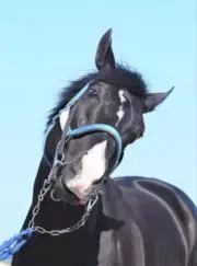 ちゅんちゅんの画像