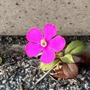 沙羅