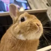 まっちゃの画像