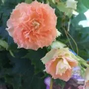 canacoの画像