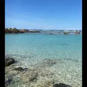 ミツクリの画像