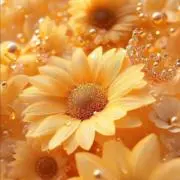 よしの⭐️希望額はコメント欄へ⭐️