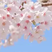 チェリーブロッサムの画像