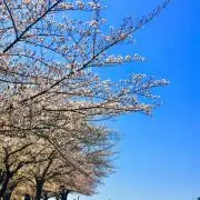ちるの画像