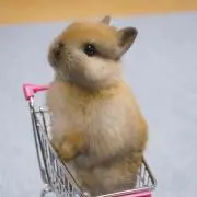Yの画像