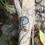 カネダ