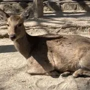 ぴー