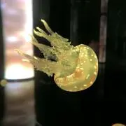 さくっとパンダ