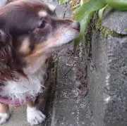 しょこらの画像