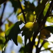 よっしーの画像
