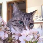 ありす*の画像