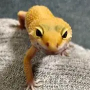 バティ