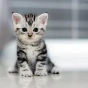 neko
