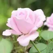 ばらの画像