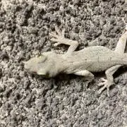 アルミビレッドハイフロータイプエアクリーナー 【値下げ中】 - メルカリ