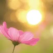 コスモスの画像