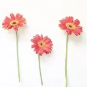 みかんの画像