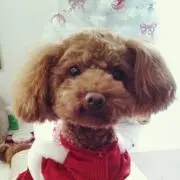 ティアラ