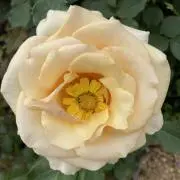 あんにょんの画像