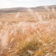 れれれ