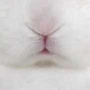 Rabbitの画像