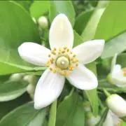 ネロリの画像