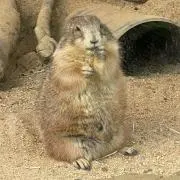 com?