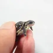ペリカ