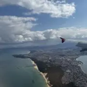 ぽぽの画像