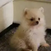 ポンポンの画像