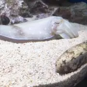 えびぐんかん