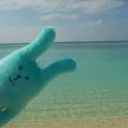まこ