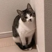 やな