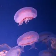 みや
