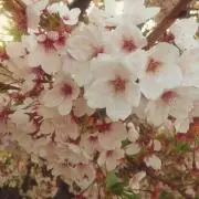 pom★SALE中の画像