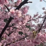 chimy【24時間以内発送】の画像