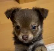 こいきち