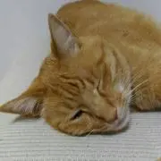 りなるとの画像